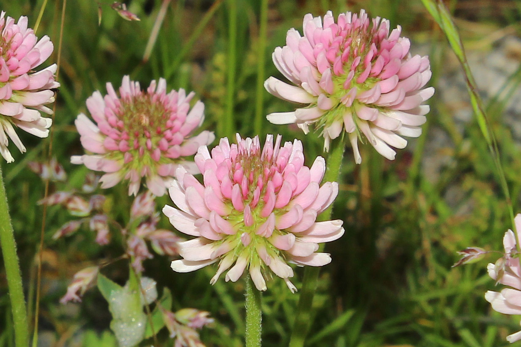 Trifolium montanum / Trifoglio montano